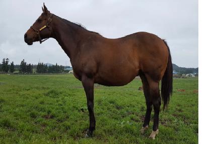 ����׷��������� ����