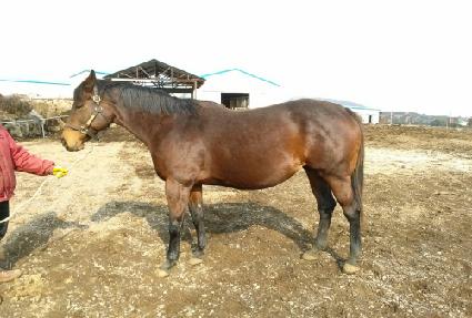 �ȸ�����콺 ����