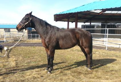 ĳ����ƼƩ�� ����