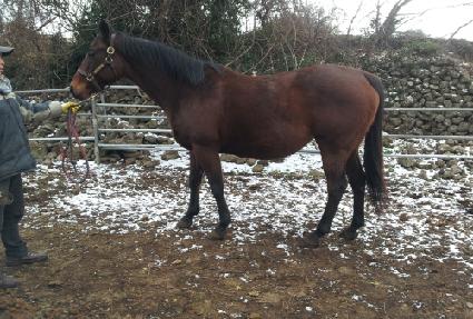 �Ķ���̽���Ʈ�� ����