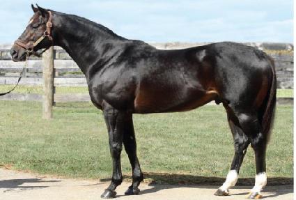 ���νǹ� ����