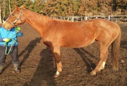 �̳����Ͻ�ũ ����