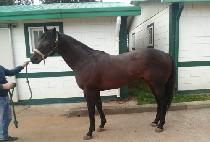 THUNDER MOCCASIN picture