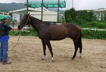 �ӽ��ʼ� (MUSTANG SUN) ����