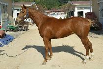 ���̳��� (FINAL WIN) ����