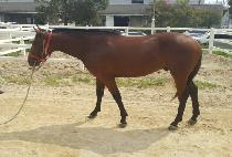 ��º�Ʈ�� (RAON BENTREE) ����