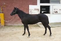 ���׽�ī��Ʈ (WINNING SCOUT) ����