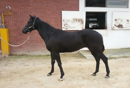 ���׽�ī��Ʈ ����