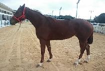 ȭ�� (HWAJEONG) ����