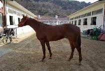 ���������� (WINNING PRINCE) ����