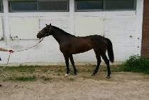 ŷ���� (KING STORM) ����