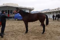 �������� (REAL PRO) ����