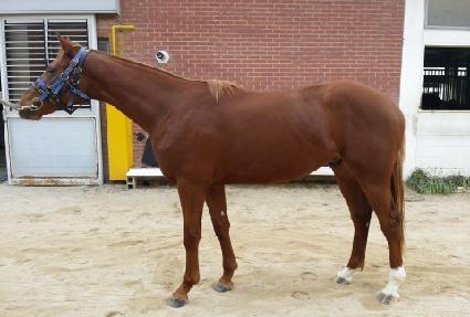 ���ڽ�Ÿ ����