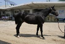 ��Ǫ������ (NEULPUREUN JUMBO) ����