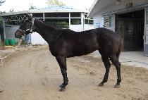 �����帲 (SEMYEONG DREAM) ����