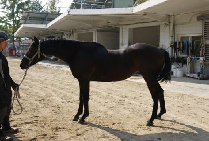 ����Ʈ�帲 ����