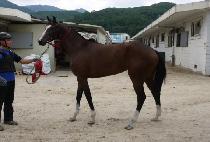 ���̽����� (RACE LEAD) ����