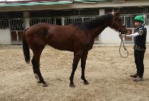 ������� (REGEND GIRL) ����