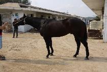 �����Ӱ�� (PRIME GOLD) ����