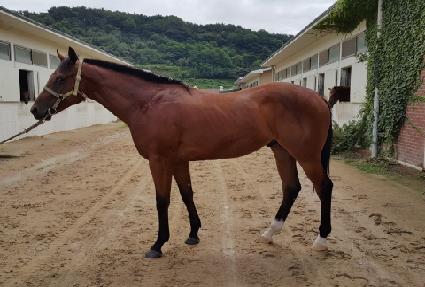 �����۽�Ÿ ����