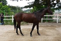 ���è�Ǿ� (DANGDAE CHAMPION) ����