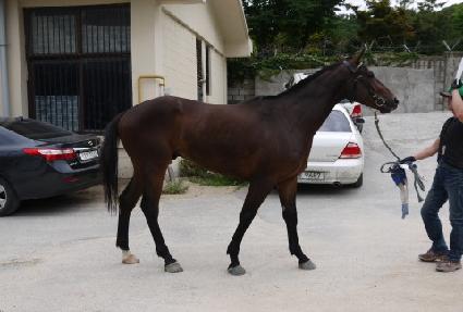 ���������� ����