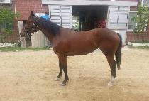 �ΰ浹ǳ (BUGYEONG DOLPUNG) ����