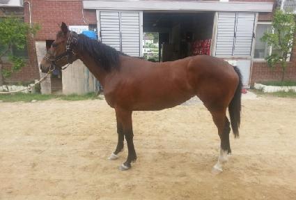 �ΰ浹ǳ ����