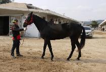 ������ (PROUD) ����