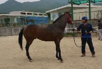 ������Ÿ (SHARP STAR) ����