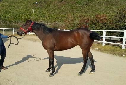 Ȳ�ݰ�ž ����