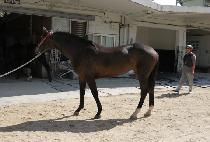 ���ʺ��� (WINNER BLACK) ����