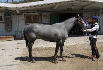 ȭ��Ʈ�� (WHITE SUN) ����