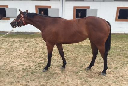 ���÷�����Ʈ ����