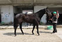 �帲ȣ�� (DREAM HORSE) ����