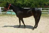 �ݺ��ָ� (GEUMBIT JUMAL) ����