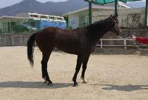 Ƽ��ŷ (TIZ KING) ����