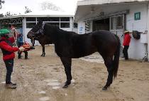 õ�� (CHEOLLI) ����