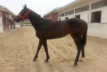 ȭ���Ѻ�ȭ (HWARYEOHANBYEONHWA) ����