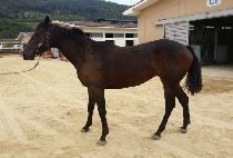 ȭ���ѿ�� (HWARYEOHAN YONGSA) ����