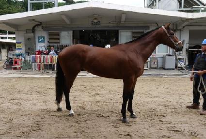 �ݾƹ߸����� ����