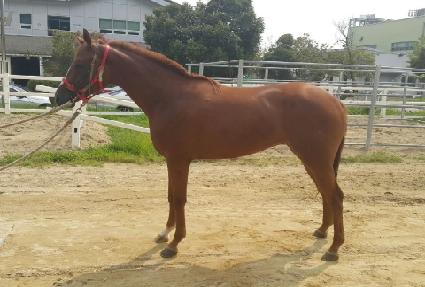 ��Ʈ�ڽ� ����