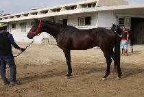 ���� (JOY) ����