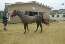 ۷̵ (HUIMANG PARADE) 