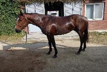 ������ (THE BEE GOLD) ����