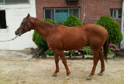 ���罺�� ����