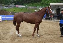 ����Ʈ���� (PERFECT ROSE) ����