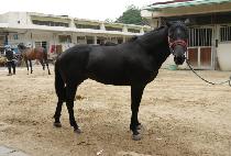 �̸��� (MIRBI) ����