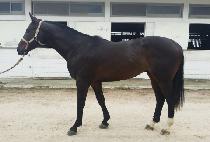 ���ٵ��ĸ� (SVADILFARI) ����