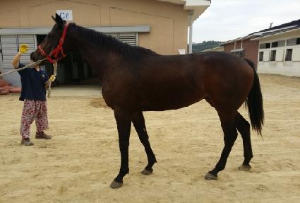 ������Ư�� ����